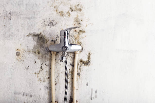 Best Toxic Mold Removal  in Myersville, MD