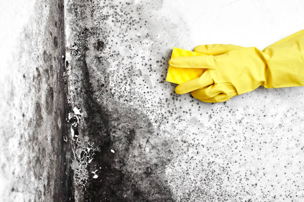 Best Mold Inspection  in Myersville, MD