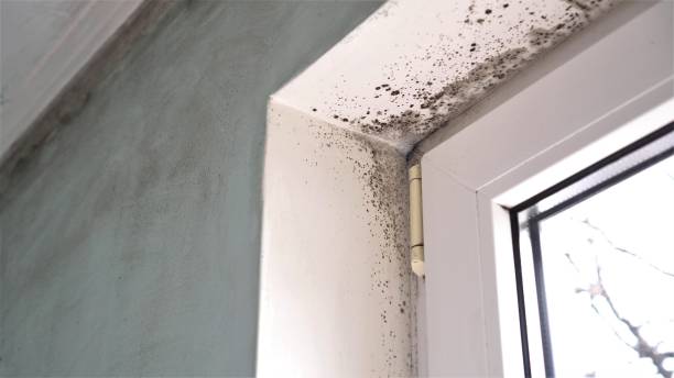 Mold Removal and Inspection in Myersville, MD
