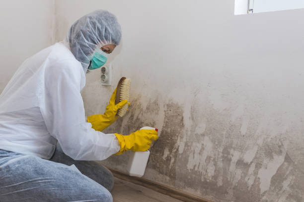 Best Home Mold Removal  in Myersville, MD