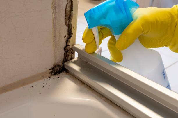 Best Same-Day Mold Removal  in Myersville, MD