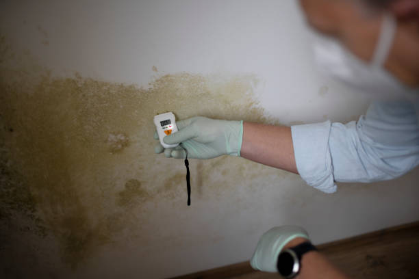 Office Mold Removal Services in Myersville, MD