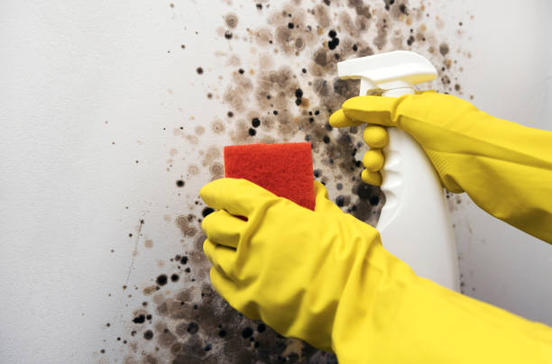 Best Mold Remediation  in Myersville, MD
