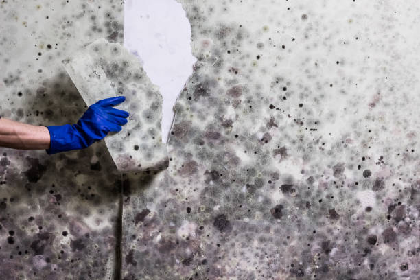 Crawl Space Mold Removal in Myersville, MD