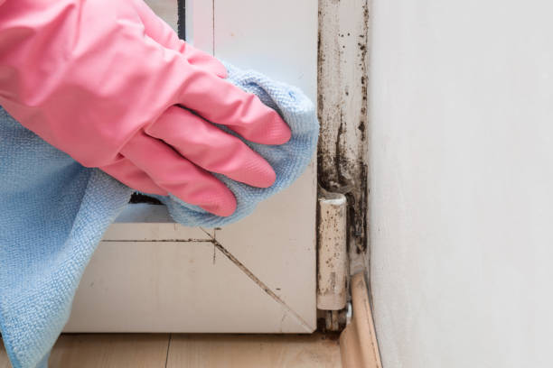 Best Attic Mold Removal  in Myersville, MD