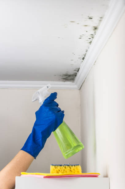 Best Commercial Mold Removal  in Myersville, MD