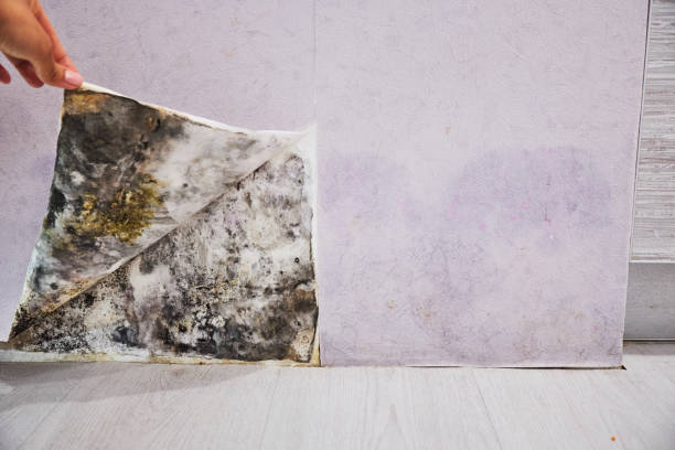 Best Affordable Mold Removal  in Myersville, MD